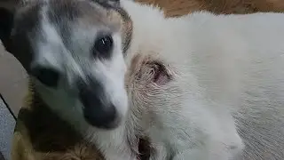 ЖИВЕМ В ДЕРЕВНЕ/ БЕЛАРУСЬ.Спасибо всем, кто переживает за ТЮТИКА.