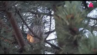 Hornugglor vid lerbergets camping