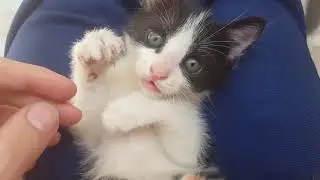 Anima animale