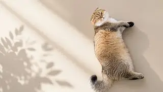 #newvideo