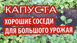Капуста.Уплотненные посадки.Удачные решения для хорошего урожая.