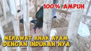 How to Care for Chicks with Their Mother