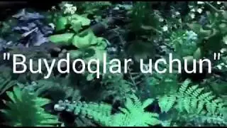 шер  буйдок болар учун  куринг афсусланмисиз