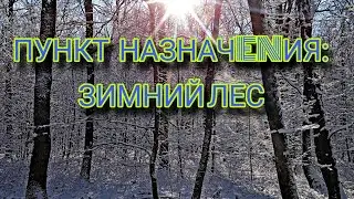ПУНКТ НАЗНАЧENИЯ: ЗИМНИЙ ЛЕС