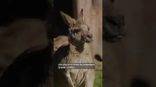 Travel around the zoo in style