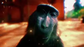 4k | Rizz Monkey 🔥 💦