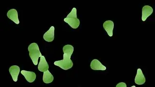 Free Black Screen : Fruits : Pears Falling : Free Green Screen
