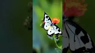 🦋✨ butterfly animation created with #AdobePhotoshop #GenerativeFill