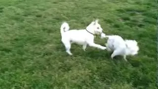 Tobi & Foster