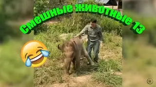 Смешные животные 13