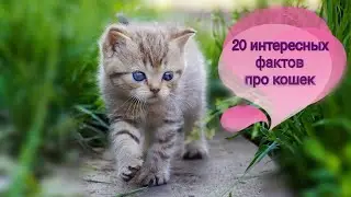 20 интересных фактов о кошках