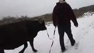 зима 2018-2019. Последний рейс. Все бурёнки на ферме.