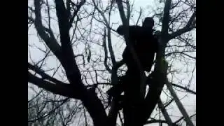 пилим орех, как спилить дерево если мешают заборы и идет дождь.