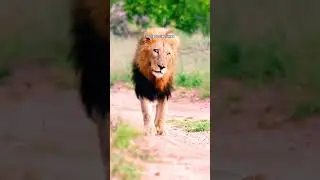 LION DANGEROUS🔥| ft.LION #lionattitudestatus #lion #lionquotes