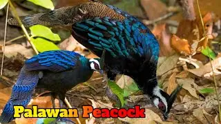 Hidden Gems: 10 Exquisite and Rare Animals Found Only in the Philippines