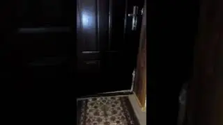 Самостоятельный котик.