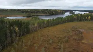 Брожу по тайге, увожу лосей от лесных дорог