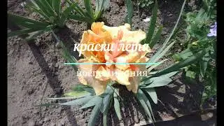 Краски лета