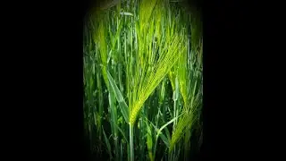 Barley v1