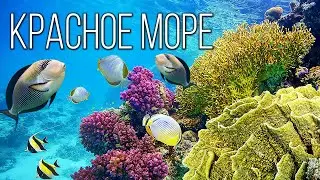 The Red Sea: The most lively and clean sea of the planet Earth | Interesting facts about the sea
