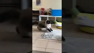 the silliness cannot be contained around here 