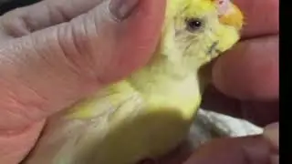 Dori RIP 11.6.18 Wendy's Parakeet Cage Tulsa Oklahoma