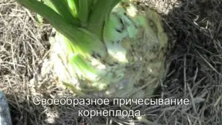 Как вырастить крупный сельдерей?