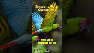 Santuario de las Guacamayas