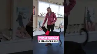 Твоя собака умеет танцевать 💃🏼#собака #дрессировка #собаки #кинолог #танцы #танец #танцынатнт