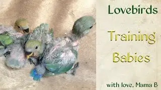 Training Baby Lovebirds