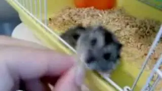 老鼠為食葵瓜子而大打出手