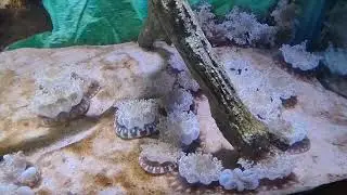 Тайланд. Бангкок. Sea Life Bangkok океанариум ซีไลฟ์ แบงค็อก โอเชียน เวิลด์