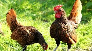 The little hen Sebright - History and characteristics