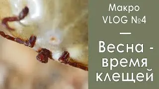 Весна - время клещей / Макро VLOG №4 / 27.03.2020