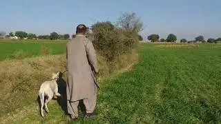 Greyhound vs rabbit race \ coursing hare with dog 2022 \ dog racing video