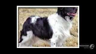 Wetterhoun Dog breed