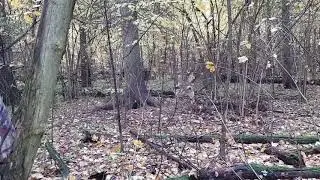 74 е по белке (1/2)