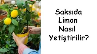 Saksıda Limon Nasıl Yetiştirilir?