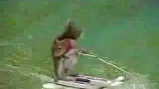 Rocky the Squirrel is one heck of an athlete! Check him out!