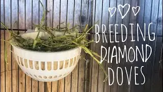 DIAMOND DOVE BREEDING UPDATE / APRIL 2022