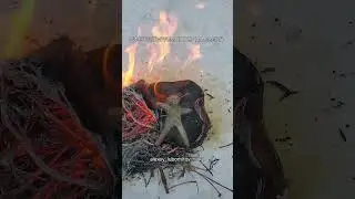 ДИСТРУКТИРУЕМ ПОРЧУ НА СМЕРТЬ