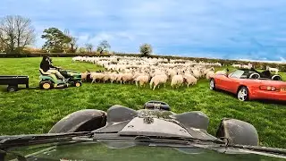 THE SHEEP ESCAPED ONTO THE DRIFT TRACK!!