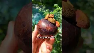 Тропические фрукты на Бали Мангустин 