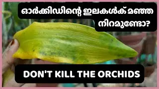 Are orchid leaves turning yellow?
