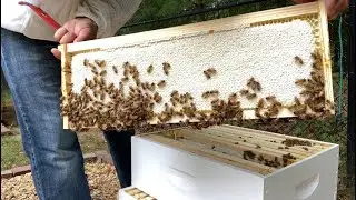 Week 14 - Laying Workers Fixed and Honey Progress!