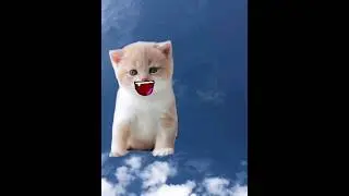 Недели котёнок Shorts (13) 