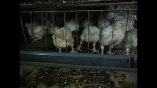 Выращивание бройлеров в домашних условиях часть4.