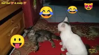 TINGKAH LAKU 2 ANAK KUCING 😂