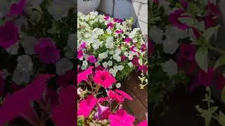 Гиганты из семян!