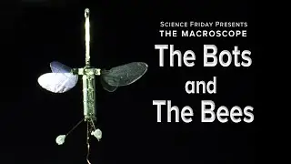 The Bots And The Bees